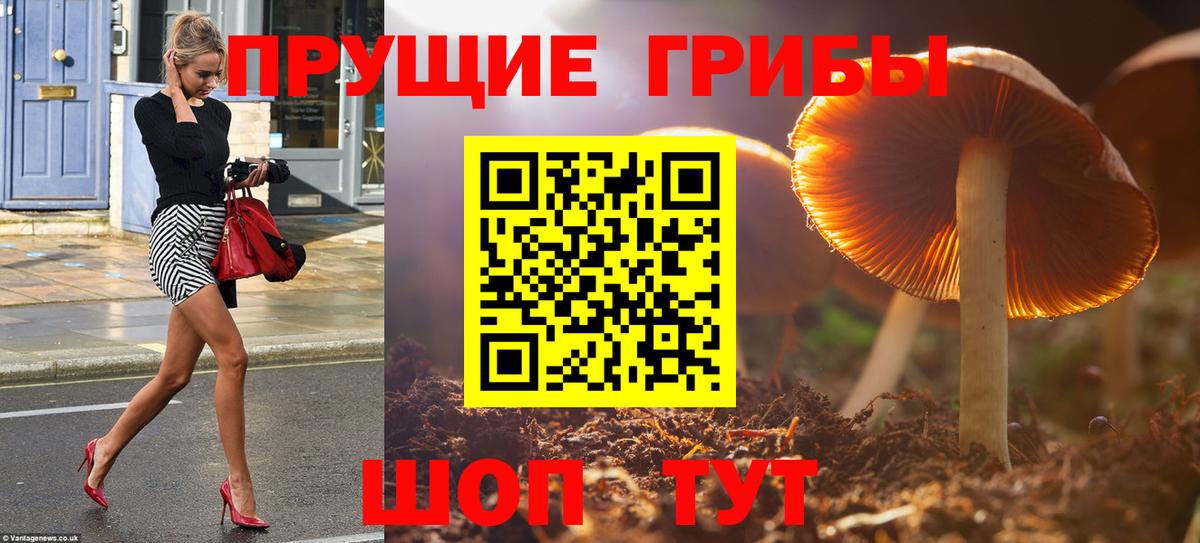 Псилоцибиновые грибы Psilocybe Мурманск